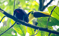 Black-mandibled Toucan (Ramphastos ambiguus)