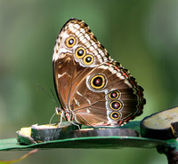 Blue Morpho #3