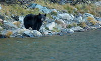 Bear at Virginia lake