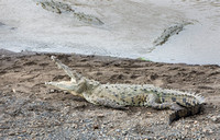 American Crocodile at the Tarcoles River