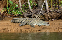 Crocodile, Sierpe River