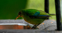 Bird at Feeder