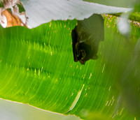 Bats Sleeping under Leaf