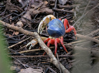 Blue and Red Crab