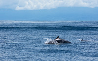 Dlphins near Cano Island