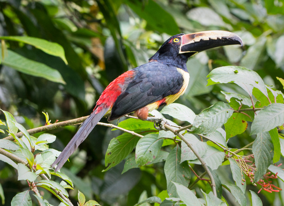 Collared Aracari