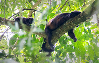 Adult and Young Howler Monkey (Alouatta palliata)