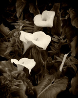 Lillies in Sepia